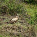 The Vulture – Stately, Majestic and Symbolizing Power