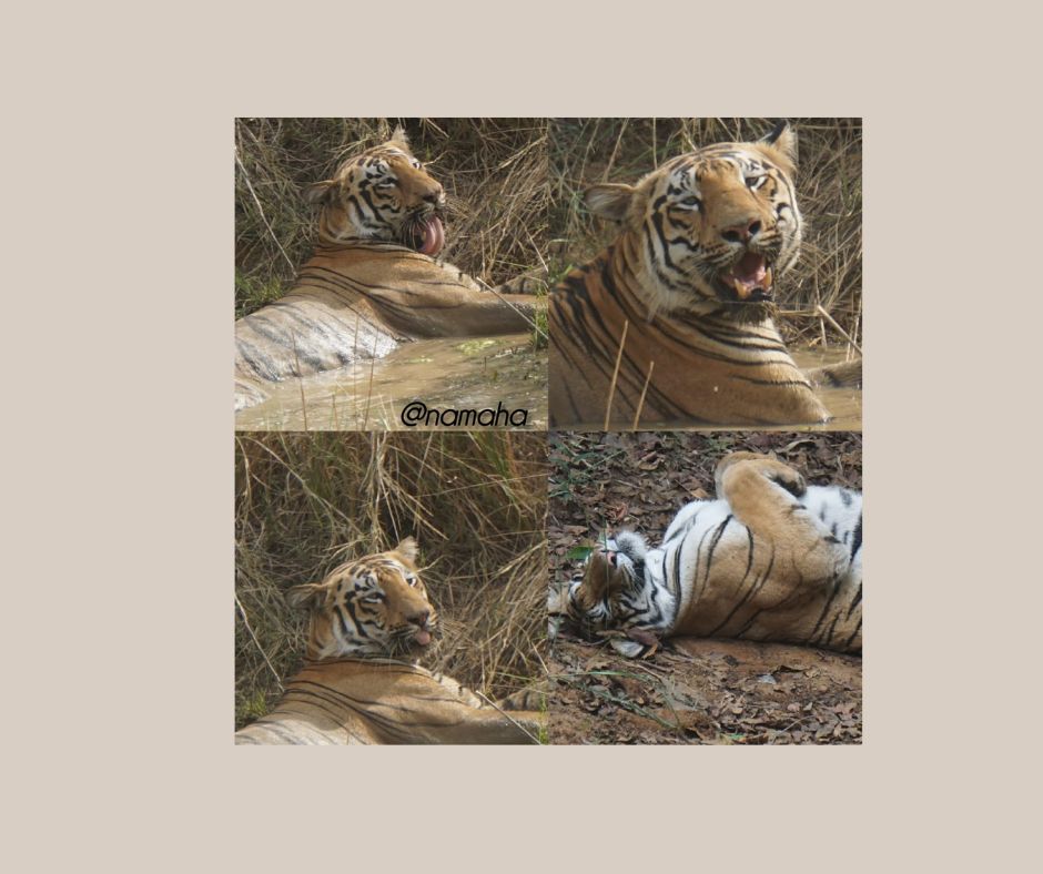 Tiger – The Heart of an Indian Jungle